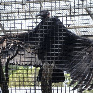 Andean Condor