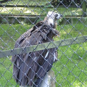 European Black Vulture