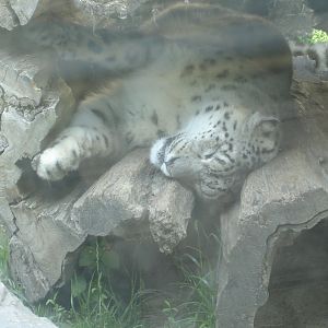 Snow Leopard