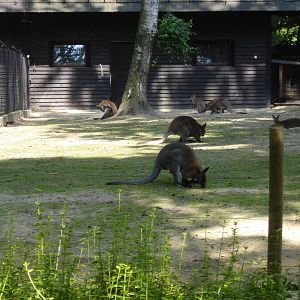 Red necked Wallaby