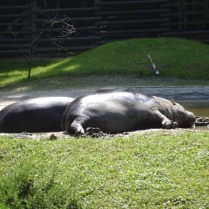 Pygmy hippos