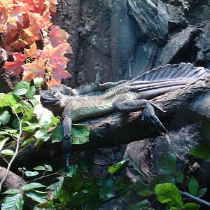 Philippine Sail-finned Water Dragon