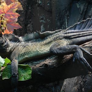 Philippine Sail-finned Water Dragon