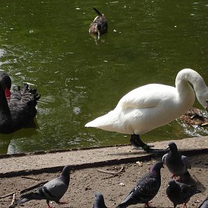 Black and Tudra Swan