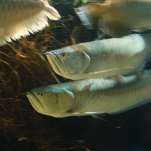Silver Arowanas