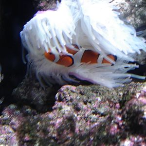 Clownfish