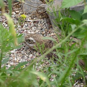 Euroasian Stone Curlew