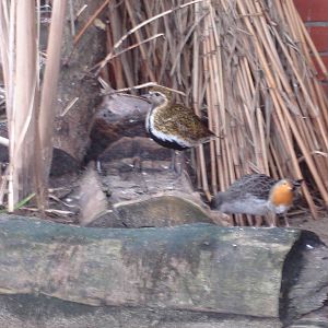 Golden Plover, Ruff and Robin
