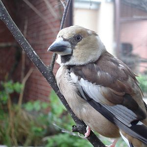 Hawfinch