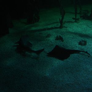 Rays and sharks