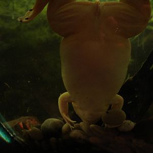 Albino Xenopus Frog