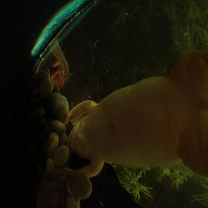 Albino Xenopus Frog