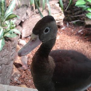 Black Bellied Whistling Duck