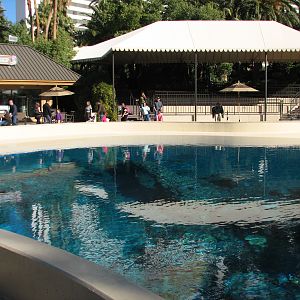 Dolphin Habitat - Main Pool