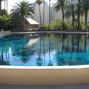 Dolphin Habitat - Main Pool