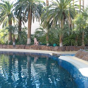 Dolphin Habitat - Main Pool