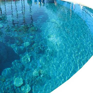 Dolphin Habitat - Main Pool