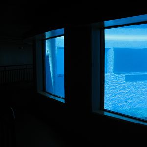 Dolphin Habitat - Main Pool Underwater Viewing