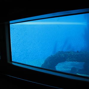 Dolphin Habitat - Main Pool Underwater Viewing