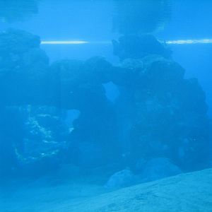 Dolphin Habitat - Main Pool Underwater Viewing