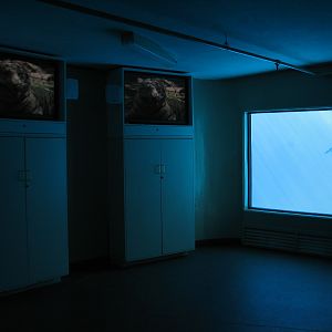 Dolphin Habitat - Central Pool Underwater Viewing