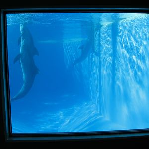 Dolphin Habitat - Central Pool Underwater Viewing