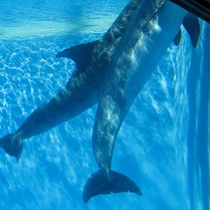 Dolphin Habitat - Central Pool Underwater Viewing
