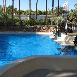 Dolphin Habitat - Central Pool