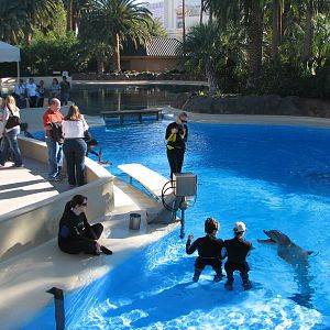 Dolphin Habitat - Central Pool
