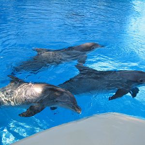 Dolphin Habitat - Central Pool