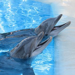 Dolphin Habitat - Central Pool
