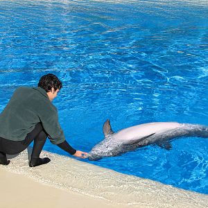Dolphin Habitat - Birth and Research Pool