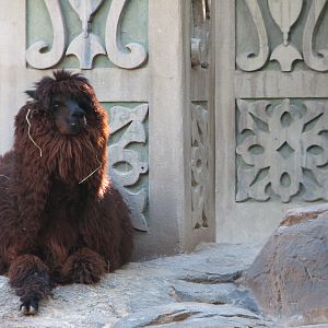 Secret Garden - Alpaca Exhibit