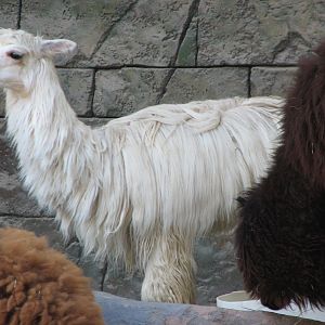 Secret Garden - Alpaca Exhibit