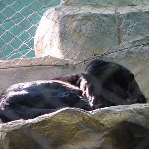 Secret Garden - Leopard Exhibit - Black Leopard