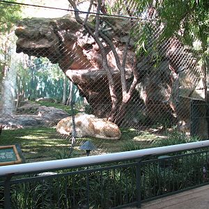 Secret Garden - Lion Exhibit - 'White Lions of Timbavati'