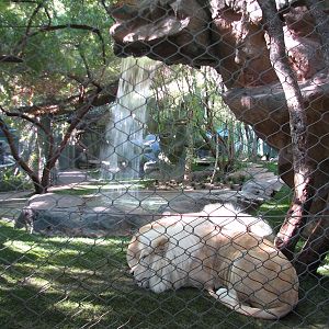 Secret Garden - Lion Exhibit - 'White Lions of Timbavati'