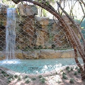 Secret Garden - Tiger Exhibit 1