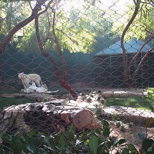 Secret Garden - Tiger Exhibit 1 - 'Snow White Tigers'