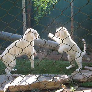 Secret Garden - Tiger Exhibit 1 - 'Snow White Tigers'