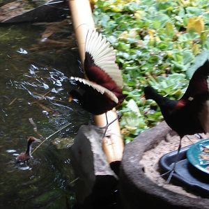 Wattled Jacanas