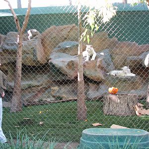 Secret Garden - Tiger Exhibit 2 - 'Striped White Tigers'