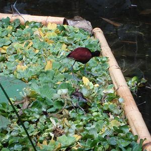Wattled Jacanas