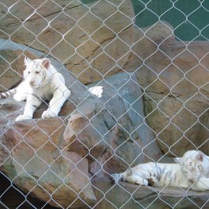Secret Garden - Tiger Exhibit 2 - 'Striped White Tigers'
