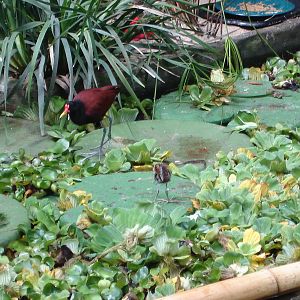 Wattled Jacanas