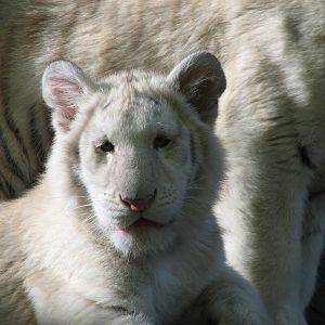 Secret Garden - Tiger Exhibit 2 - 'Striped White Tigers'