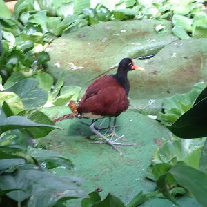 How many legs do you see?