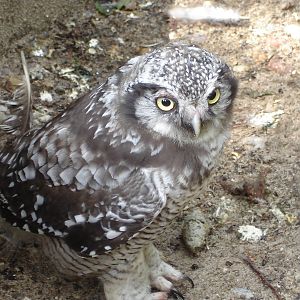 Hawk Owl