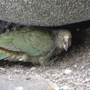 Kea