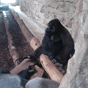 Western Lowland Gorillas - males Azizi and M'Tonge